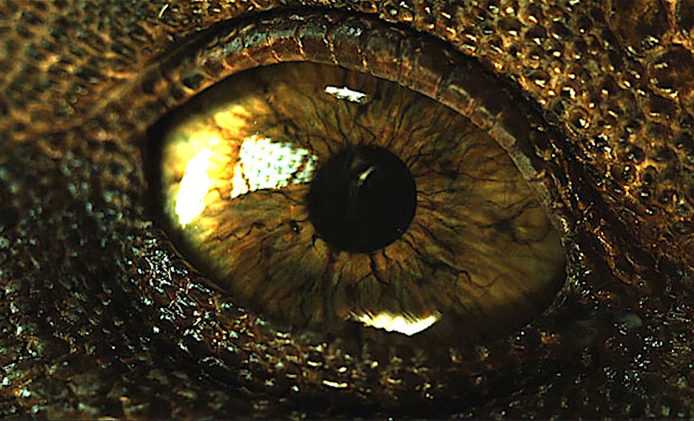 Full Trailer for ‘Jurassic World: Fallen Kingdom’ Shows Humanity is Still Meddling